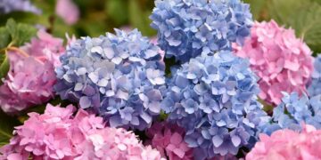 Van kamerplant tot schitterende tuinplant