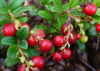 Bosbessen: de blauwe bes en haar familie