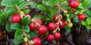 Bosbessen: de blauwe bes en haar familie