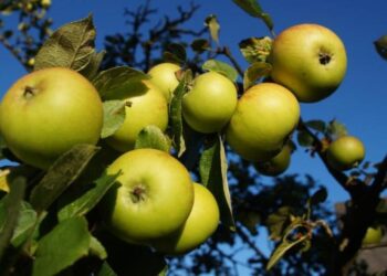 Het fruitalfabet (deel 1)