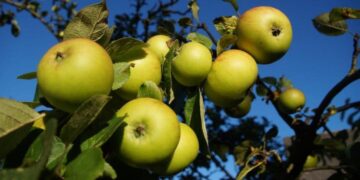 Het fruitalfabet (deel 1)