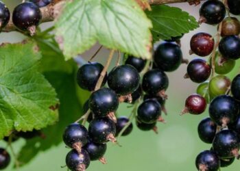 Het fruitalfabet (deel 2)