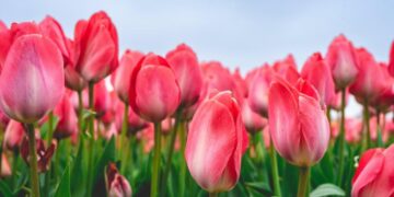 Alles wat je moet weten over bloembollen