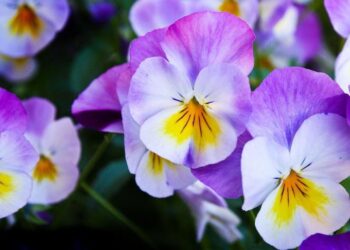 Viooltjes geven kleur aan de winter