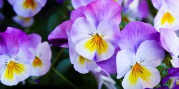 Viooltjes geven kleur aan de winter