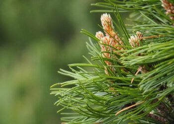 Pinus: de echte dennenboom