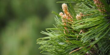 Pinus: de echte dennenboom