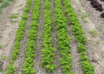 Start-up ontwikkelt bioherbicide om glyfosaat te vervangen