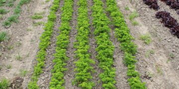 Start-up ontwikkelt bioherbicide om glyfosaat te vervangen